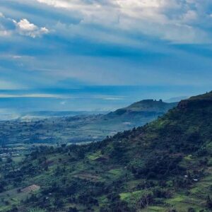 Trees for Global Benefits