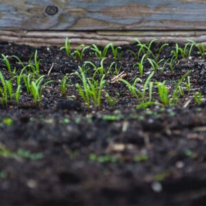 Douglas County Forest Products Biochar