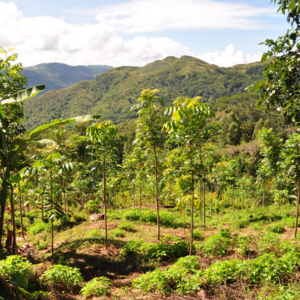 Halo Verde Timor Community Forest Carbon