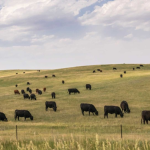 Agoro Carbon USA Pastureland Program