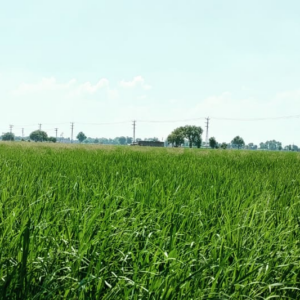 Developing Carbon Finance Project for Farmers Adopting Regenerative Agriculture Practices in the Indo-Gangetic Plains