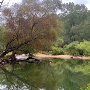 S&J Taylor Forest Carbon Project - Avoidance