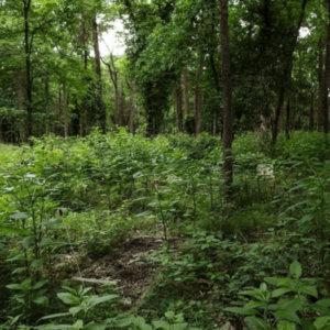 Evergreen and East Forest Preservation