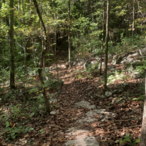 St Elmo Forest Preservation