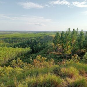 Carbono Rancho Victoria