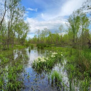 NativState - Bottomland Forests of the Mississippi Delta & Coastal Plains (PDA) - Removal
