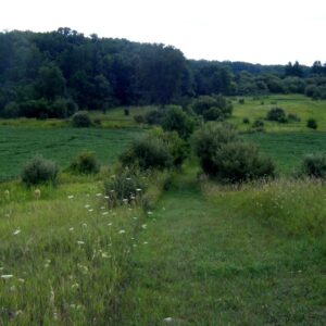 Thompson Road Oak Woods