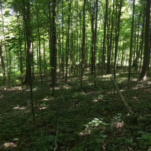 Black Fork Forest