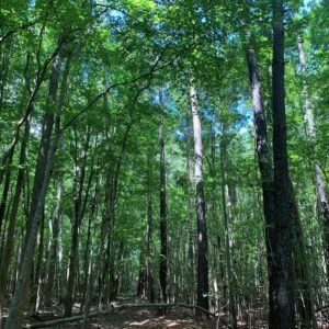 Wilson Family Forest Preservation Project