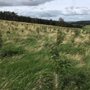 Forest Carbon Group Scheme 9