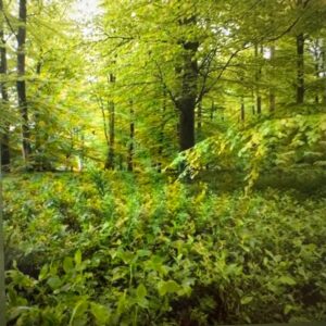 Sylva Fertilis Biochar