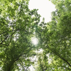NativState - Bottomland Forests of the Louisiana Plains (PDA) - Avoidance