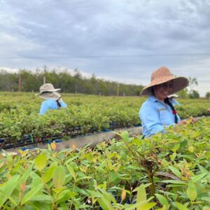 Vichada Climate Reforestation Project (PAZ)