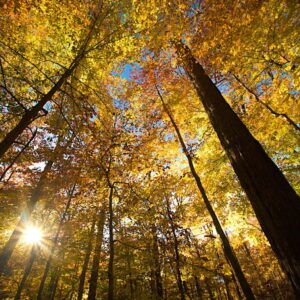 18 Reserves Forest Carbon Project